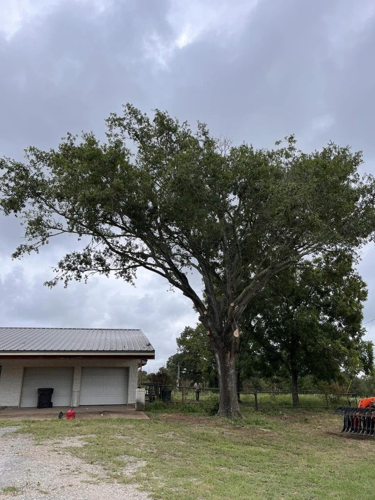 Neatly trimmed trees on residential property after Porras Tree Service visit
