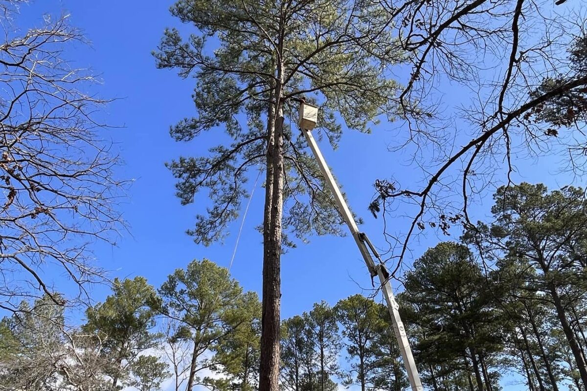 tree trimming by Porras Tree Service