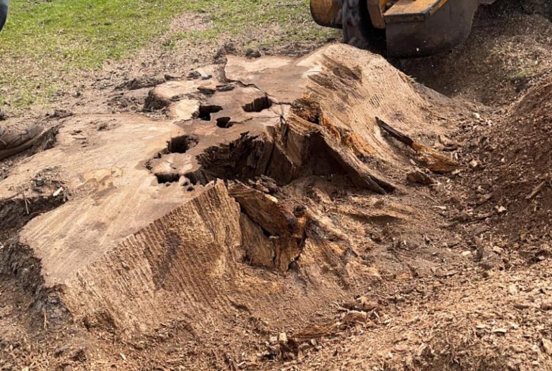 Stump grinding service by Porras Tree Service in East Texas