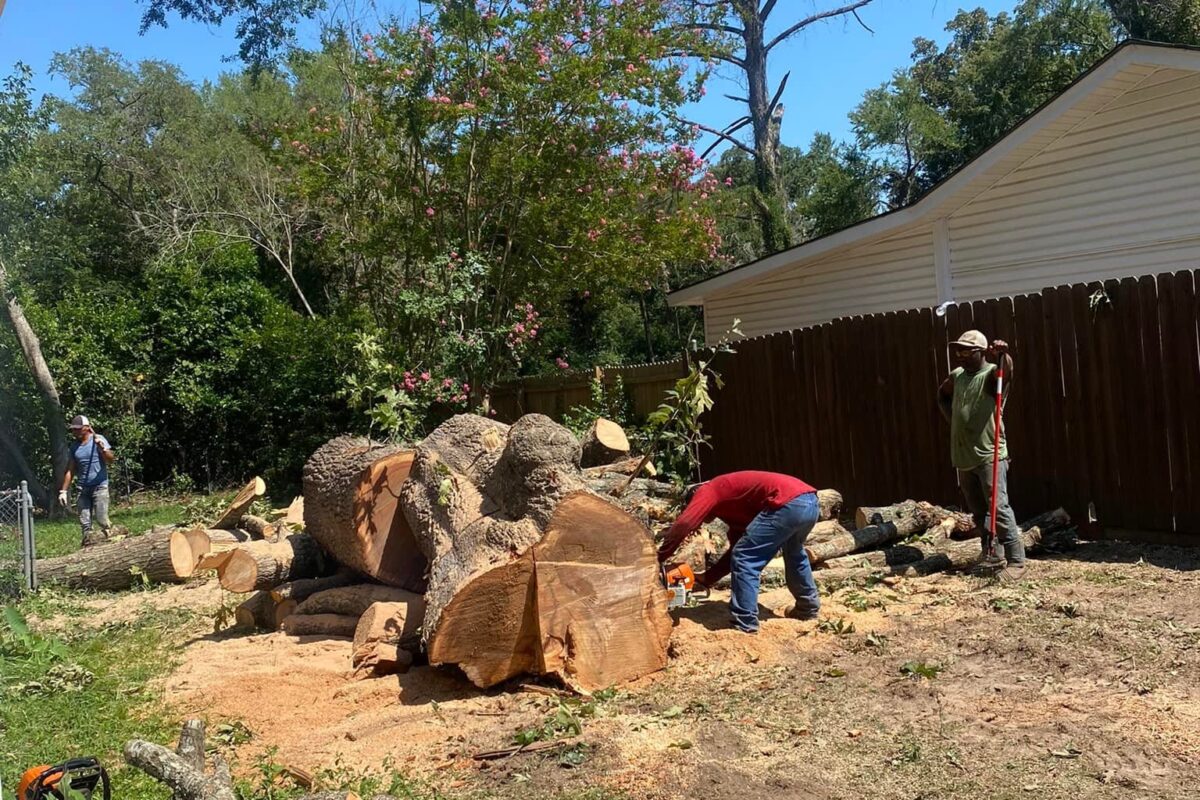 Tree removal by Porras Tree Service in East Texas"