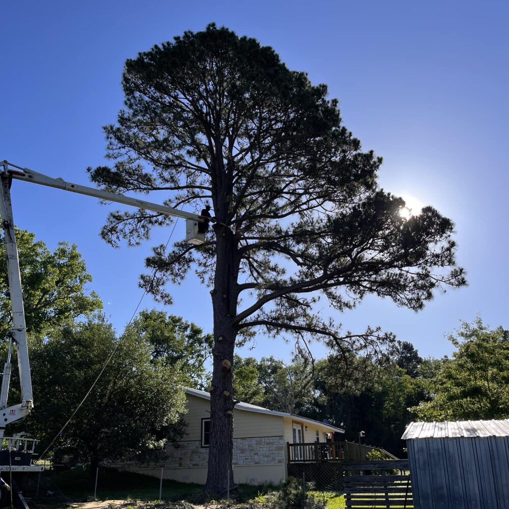 tree trimming in Oakwood and Palestine area